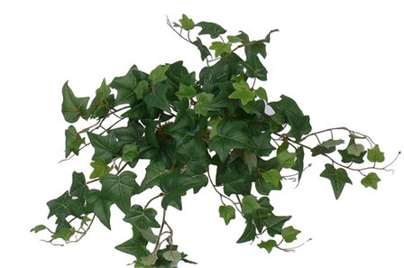 Hedera 94 bladeren