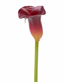 Calla klassiek bordeaux