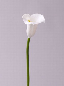 Calla wit, lengte 55 cm.